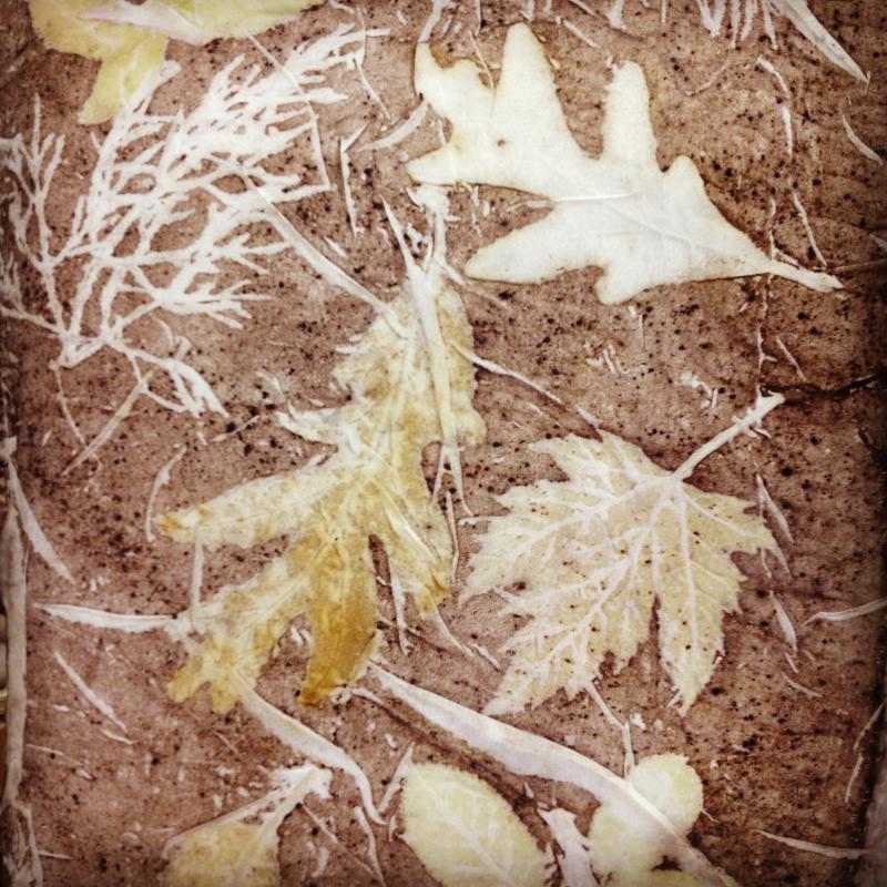 Ecoprint, botanicals on silk